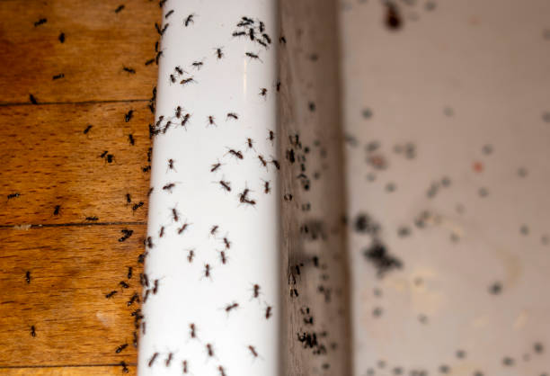 Best Ant Control Services  in Laguna Vista, TX